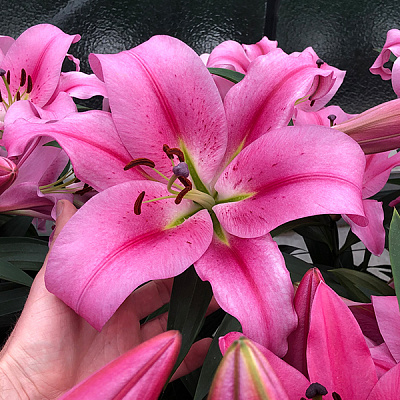 Луковица Яскрава Лилия OT гибрид гигантская Provecho 1 шт.