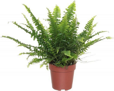 Растение Нефролепис 12/35 Грин Леди