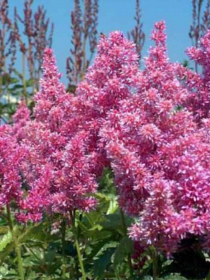 Корневище астильбы Майнц 1 шт. 