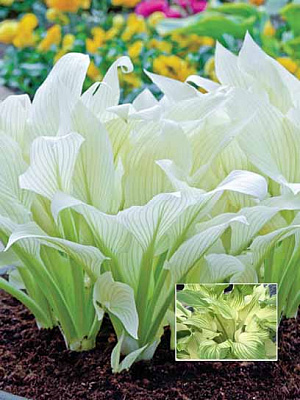 Корневище хосты Уайт Фезе (І) 1 шт. 