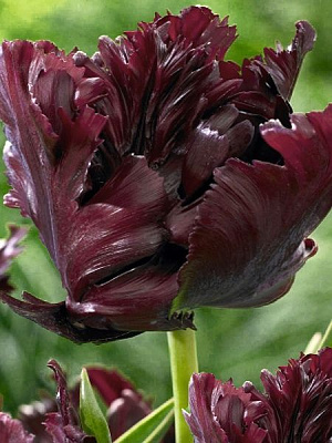 Цибулина TUBERBULB Export B.V. тюльпана папугового Фрозен Найт 3 шт.