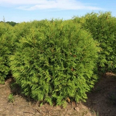 Рослина Туя західна Вудварді/Thuja occ. 'Woodwardii С3 /Н 15-20
