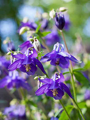 Корневище аквилегии Альпина 1 шт. 