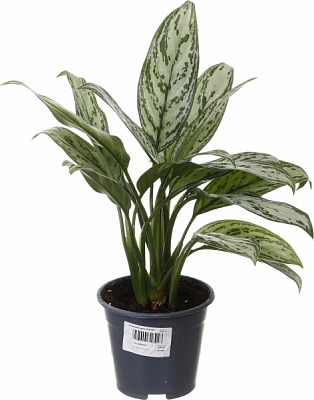 Рослина кімнатна Аглаонема крете d12/h25