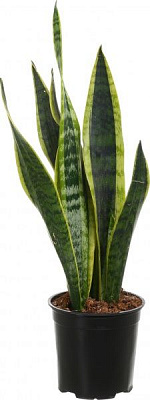 Рослина Сансевієрія d15