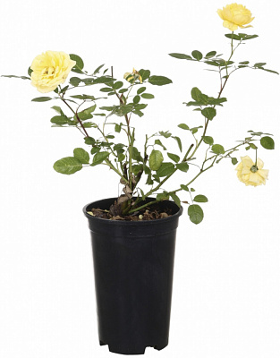 Саженец розы (3л)