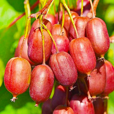 Растение Актинидия остролистная Scarlet September Kiwi (K21-S21 70+ C5)