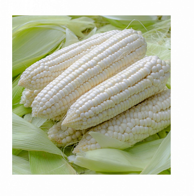 Насіння Професійне насіння кукурудза Ніколь F1 15 шт. (4820176698025)