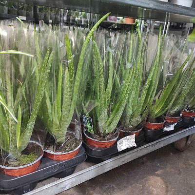 Растение Алоэ 12х35-40 Vera