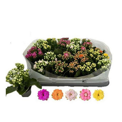 Растение Каланхое каландива 06х12 микс (Queen)