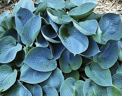 Корневище Яскрава Хоста Blue Cadet 1 шт. 