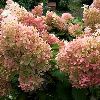 Рослина Гортензія мітельчата Фантом С 2-3