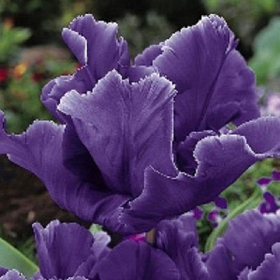 Луковица Тюльпан Папугайный Блу Перрот 5 шт. 