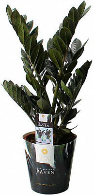 Растение Замиокулькас Black Raven d14х45 см