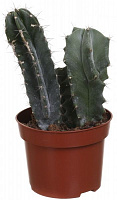 Растение комнатное Кактус микс 12х15 см