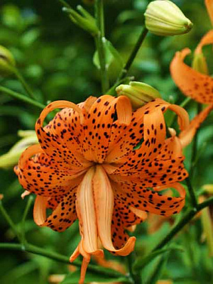 Луковица TUBERBULB Export B.V. лилии тигровой махровой Флоре Плено 1 шт. 