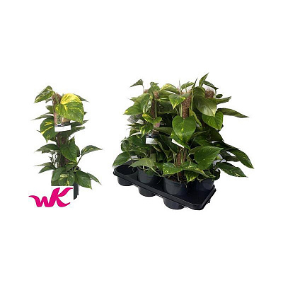 Растение Эпипремнум 15х65 Aureum на кокосовой опоре