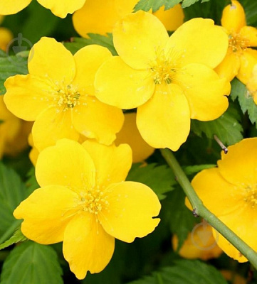 Растение Керрия японская Голден Гвинеа/Kerria japonica 'Golden Guinea' С1/Н 30-50