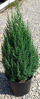 Рослина Ялівець на штамбі Стрікта С45