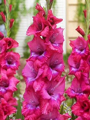 Клубнелуковица гладиолуса Люмире 3 шт. 