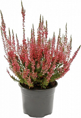 Рослина Верес каллуна темно-рожева d12/h25