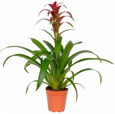 Растение комнатное Гузмания Хепинес d12/h50