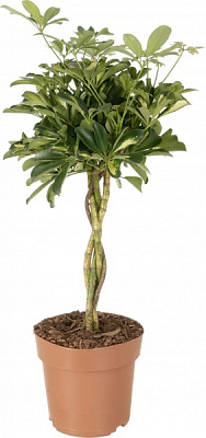 Растение комнатное Шефлера Компакта на плетеном стволе 21х70 см