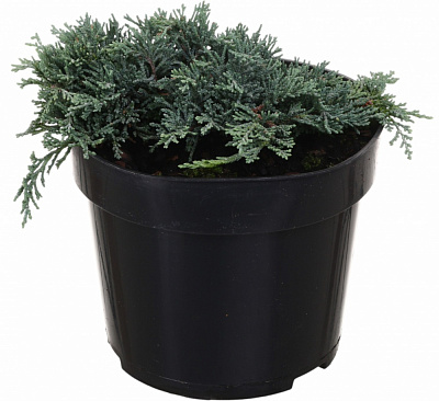 Растение Можжевельник Ice Blue C3