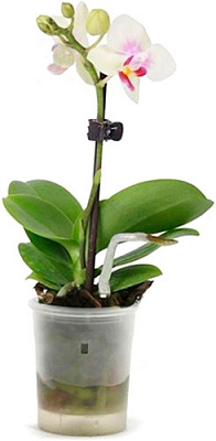 Растение Фаленопсис 1 ствол мини d5 h5