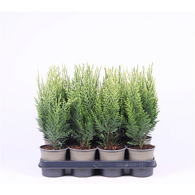 Рослина Кипарисовик 11х25-30 Laws White Spot