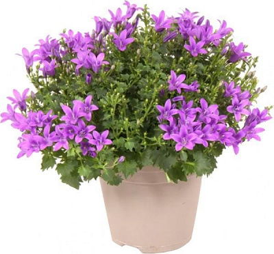 Рослина Кампанула isophylla Napoli 11x15 см