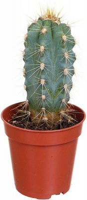 Рослина Кактус мікс в ексклюзивній обгортці 5х8 см