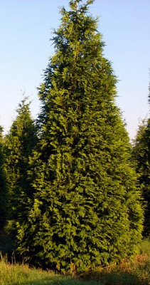 Рослина Туя складчаста Мартін С3 H30-40