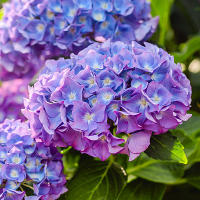 Саджанець Гортензія Chameleon