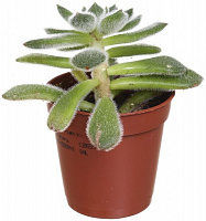 Растение Сукулент 6х10 см