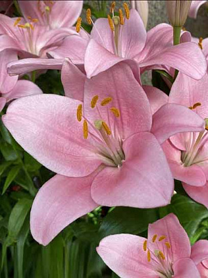 Цибулина VWS EXPORT – IMPORT OF FLOWERBULBS B.V. лілії ЛА Чайковський 1 шт.