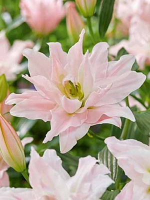 Луковица VWS EXPORT – IMPORT OF FLOWERBULBS B.V. лилии махровой восточной Амистад 1 шт. 