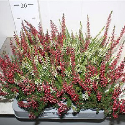 Рослина Каллуна 06*10 мікс