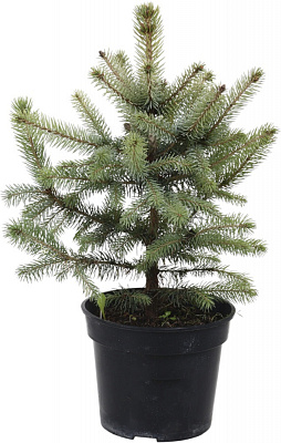Ель Picea pungens Super Blue (SBS) С3 H20-30 см