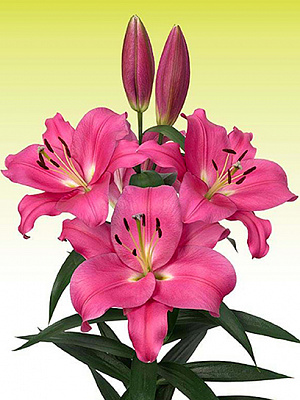 Луковица VWS EXPORT – IMPORT OF FLOWERBULBS B.V. лилии ОТ Лавстоун 15/16 1 шт.