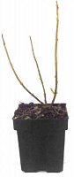 Саджанець MegaPlant Гортензія деревоподібна Annabelle С2 20-30 см