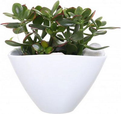 Растение Композиция суккулент микс в плошке с декором 23/26