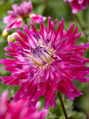 Коренебульба жоржини дінерплейт Гламур Гьолз 1 шт.