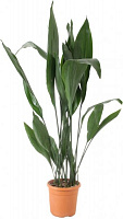 Растение Аспидистра 20х110 см
