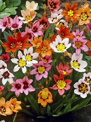 Клубнелуковица спараксиса смесь 10 шт. 