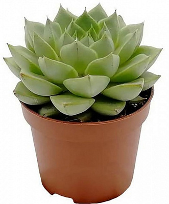 Рослина Ехеверія грін пірл 12/15