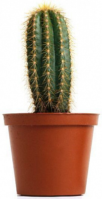 Растение Кактус с набором садовые инструменты 22х15 см