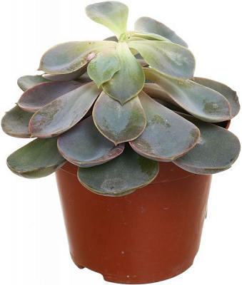 Растение Суккулент 8х20 см микс