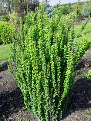 Растение Барбарис тунберга Эректа/Berberis thunb. 'Erecta' С2