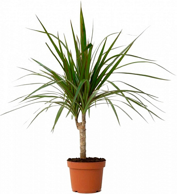 Растение Драцена Маргіната штамб d17/h75